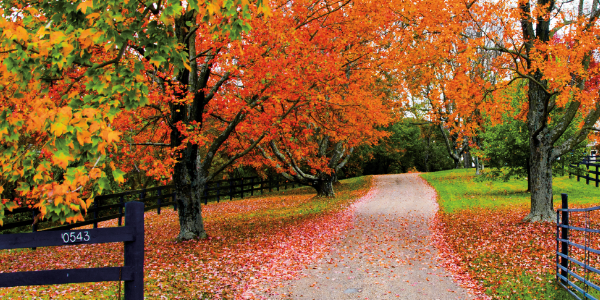 Essential Estate Planning Documents